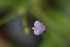 Murdannia vaginata